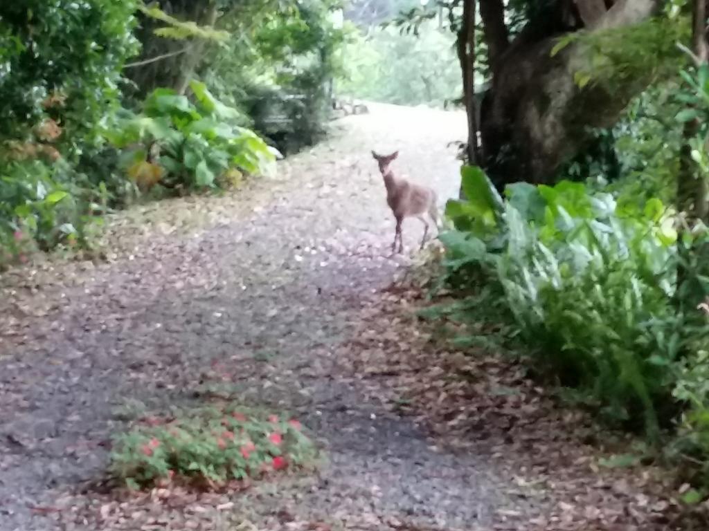 Hana Mana Villa Jakusima Kültér fotó